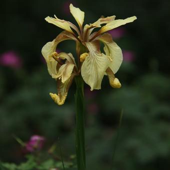 Iris foetidissima var. citrina