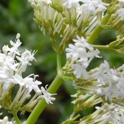 Centranthus ruber 'Albus'