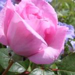 Rosa 'Ghita Renaissance' - 