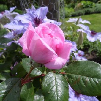 Rosa 'Ghita Renaissance'