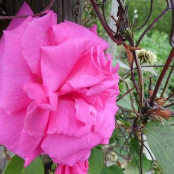 Rosa 'Zephirine Drouhin'