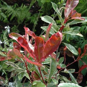 Photinia x fraseri 'Pink Marble'