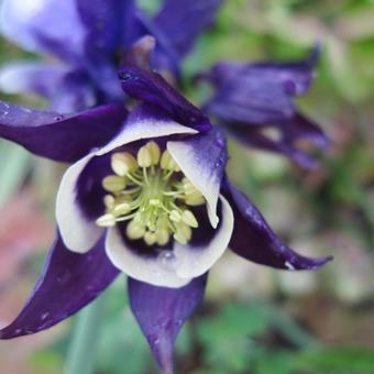 Aquilegia vulgaris 'WINKY Blue-White'