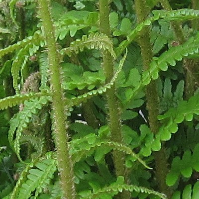 Dryopteris remota - 