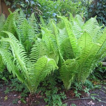 Dryopteris filix-mas