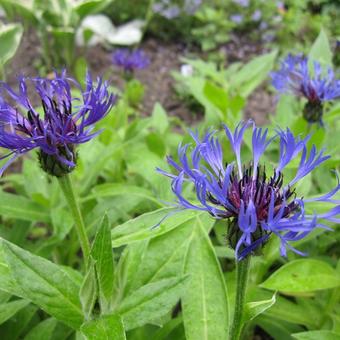 Centaurea montana 'Coerulea'