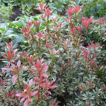 Pieris japonica 'Little Heath'