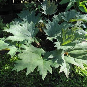 Rheum palmatum 'Atrosanguineum'