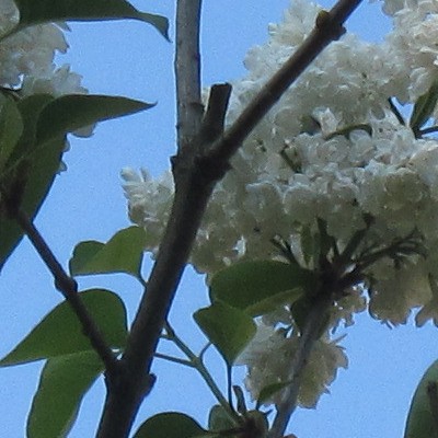 Syringa vulgaris 'Mme Lemoine'