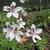 Erodium petraeum ssp. crispum 'Stephanie'