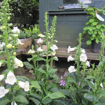 Digitalis purpurea 'Gloxiniiflora'