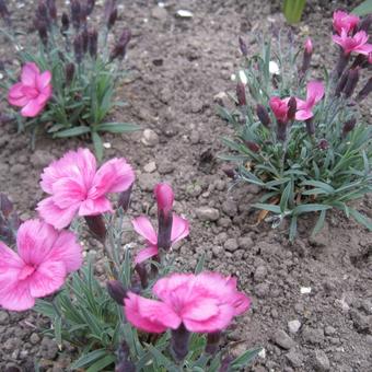 Dianthus gratianopolitanus 'Dinetta Pink'