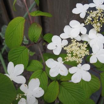 Viburnum plicatum 'Kilimandjaro'