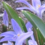 Chionodoxa forbesii - Scilla forbesii