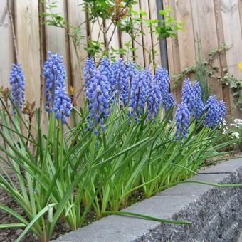 Muscari armeniacum