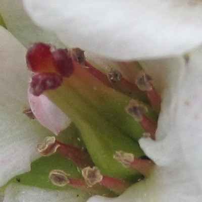 Bergenia 'Bressingham White' - Bergenia 'Bressingham White'