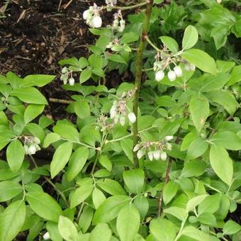 Vaccinium corymbosum