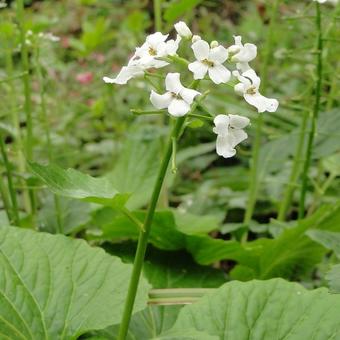 Pachyphragma macrophylla