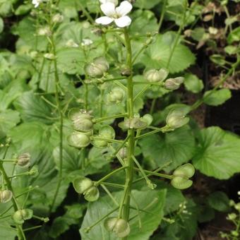 Pachyphragma macrophylla