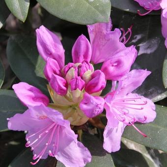 Rhododendron 'Blue Silver'