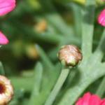 Argyranthemum frutescens Madeira 'Cherry Red' - 