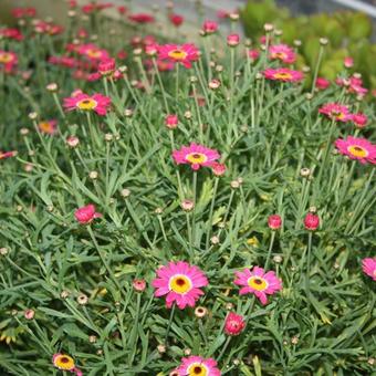 Argyranthemum frutescens Madeira 'Cherry Red'