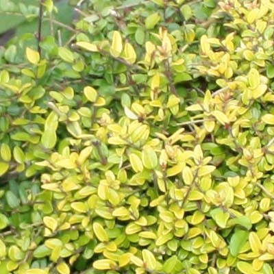 Lonicera nitida 'Maigrün' - Lonicera nitida 'Maigrün'