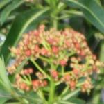 Euphorbia mellifera - Honiggebende Wolfsmilch