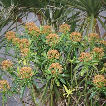 Euphorbia mellifera