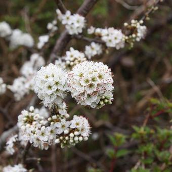 Prunus spinosa