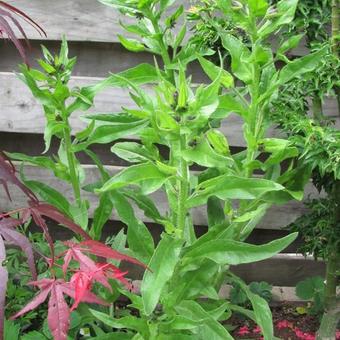 Anchusa azurea 'Loddon Royalist'