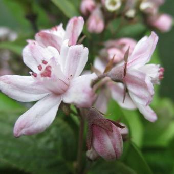 Deutzia x hybrida 'Mont Rose'