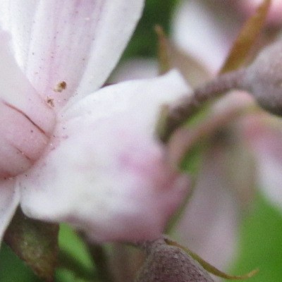 Deutzia x hybrida 'Mont Rose' - Deutzia x hybrida 'Mont Rose'