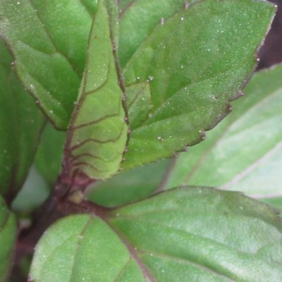 Mentha x piperita f. citrata 'Chocolate'