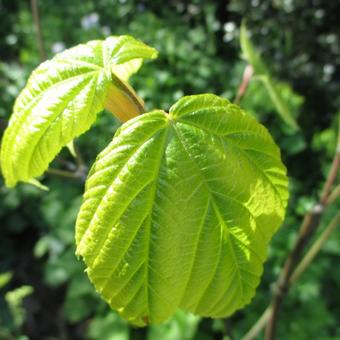 Acer pensylvanicum