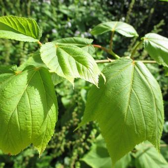 Acer pensylvanicum