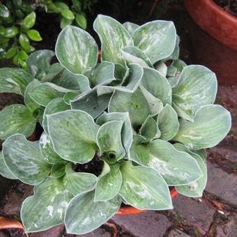 Hosta 'Blue Mouse Ears'