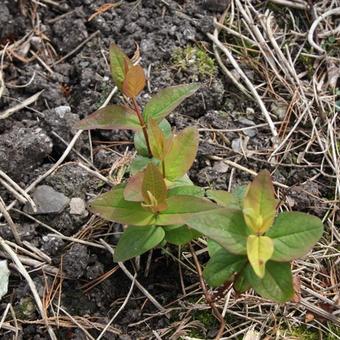 Hypericum