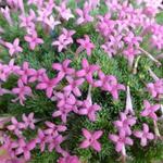 Asperula sintenisii - 