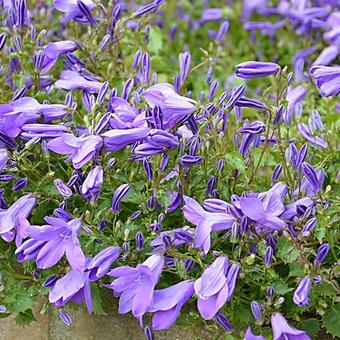 Campanula portenschlagiana