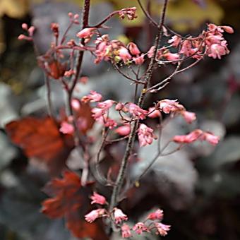 Heuchera 'Regina'