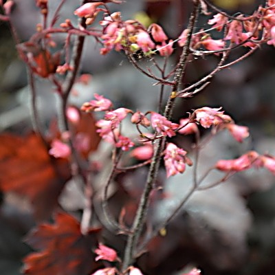 Heuchera 'Regina' - Heuchera 'Regina'