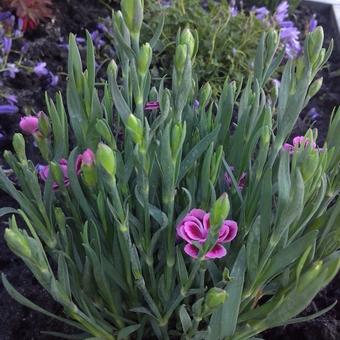 Dianthus caryophyllus 'Pink Kisses'