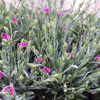 Dianthus caryophyllus 'Pink Kisses'