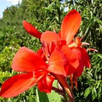 Canna x generalis 'CANNOVA Red Shades'