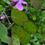 Lunaria annua - Lunaria annua