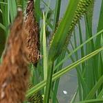 Carex nigra - 