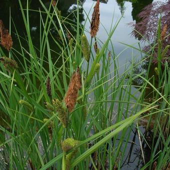 Carex nigra