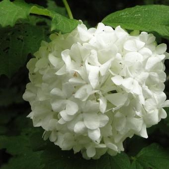 Viburnum opulus 'Roseum'