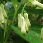 Polygonatum - Weißwurzen